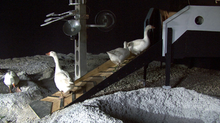 Illustration for article titled Artist attempts to teach geese to fly to the Moon. Adorableness ensues.